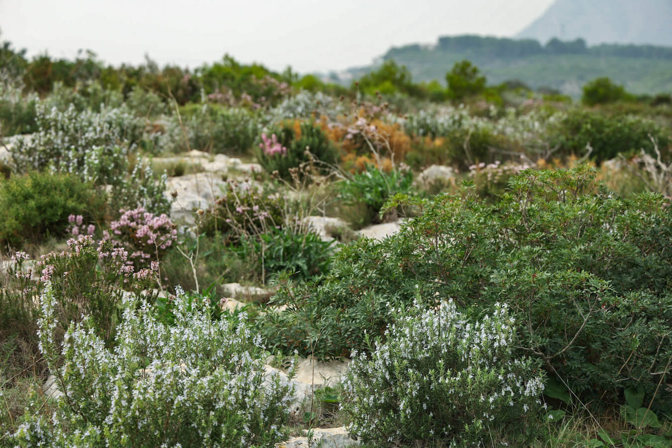 The wildflowers of the Montgo Natural Park in Javea, Spain