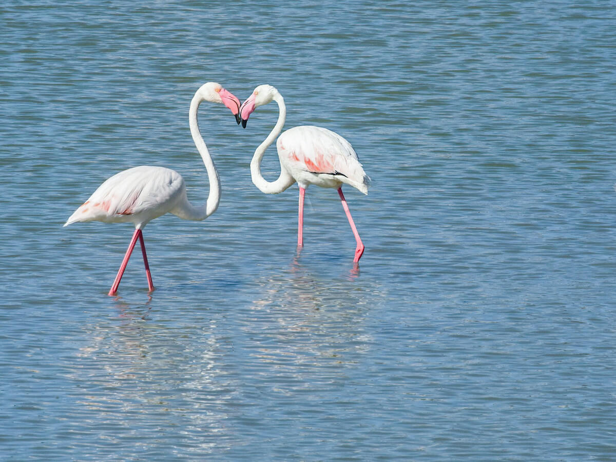 Flamingos wade in Las Salinas Lagoon in Calpe.