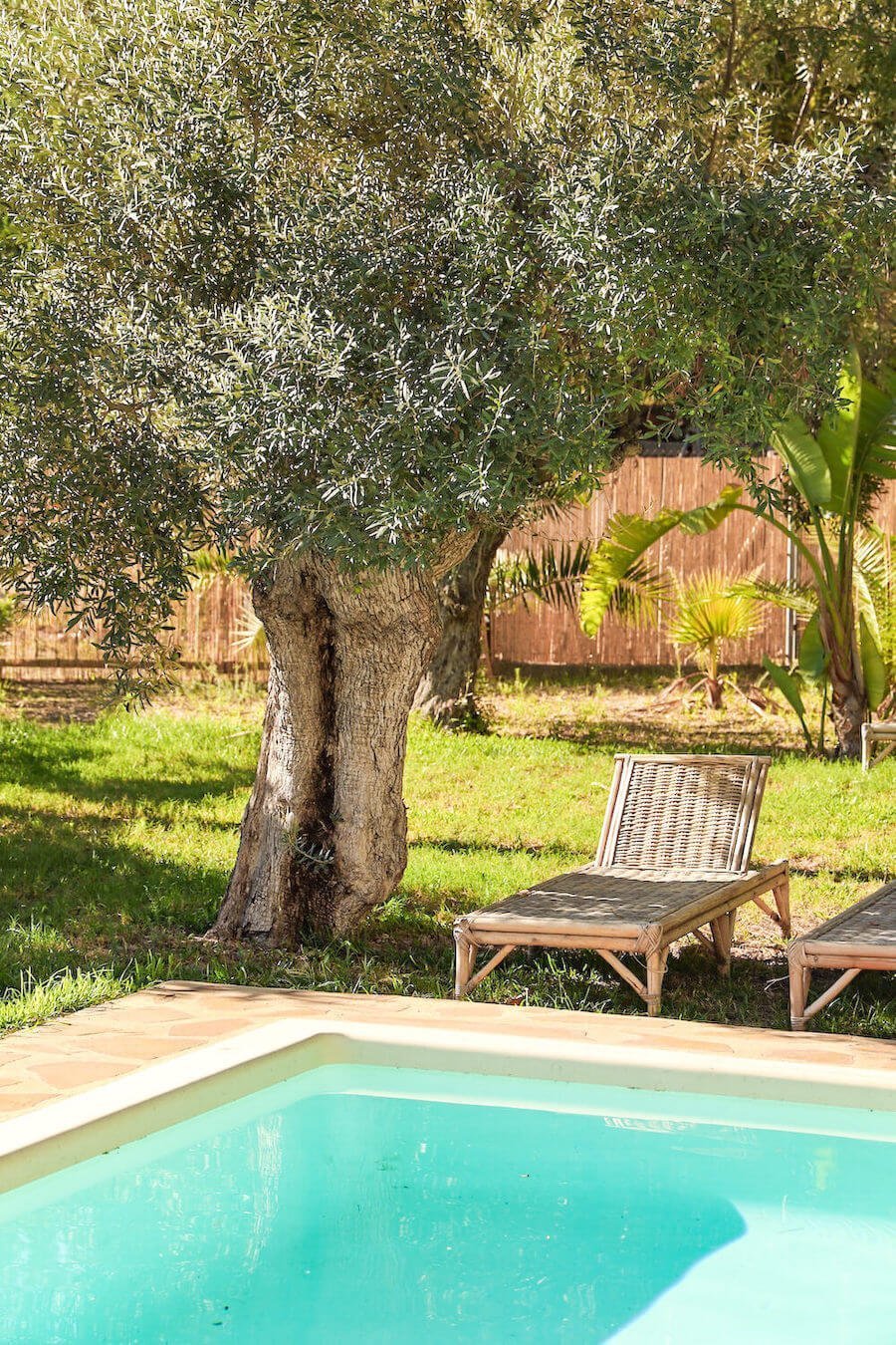 An olive tree and lounger chairs at the Villa Riu Blanc Swimming Pool near Calpe