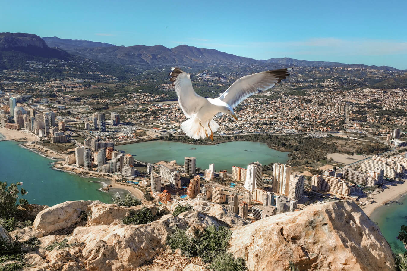 A seagull lands on a rock on Peñón de Ifach aka the Calpe Rock.  In the background is the city of Calpe and Las Salinas Lagoon.