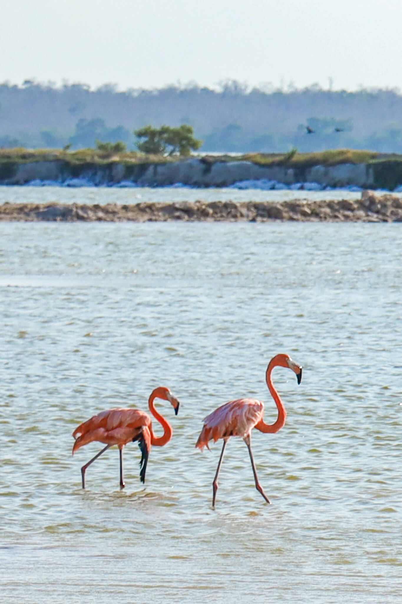 Flamingos wade through the mangroves and salt lakes in Los Colorados near Rio Lagartos in the Yucatan - a great day trip from Valladolid