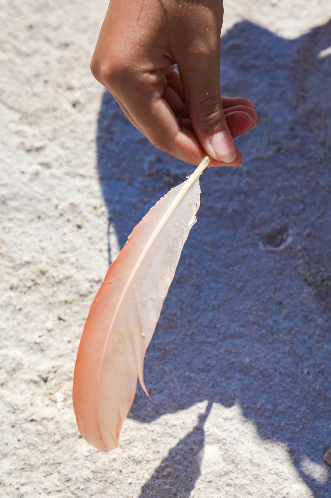 A flamingo feather at the salt lakes in Los Colorados near Rio Lagartos in the Yucatan - a great day trip from Valladolid