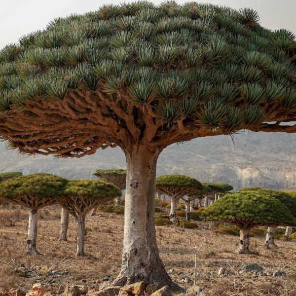Travel to Socotra – Everything You Ought to Know