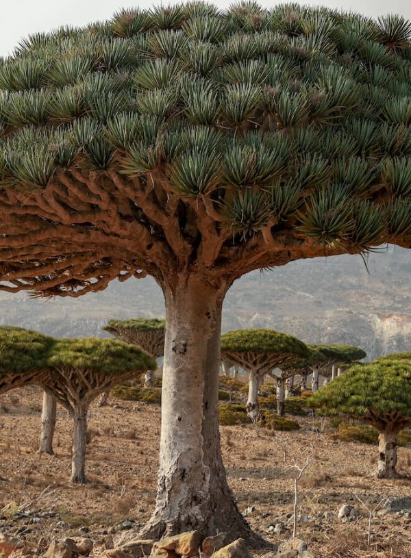 Travel to Socotra – Everything You Ought to Know