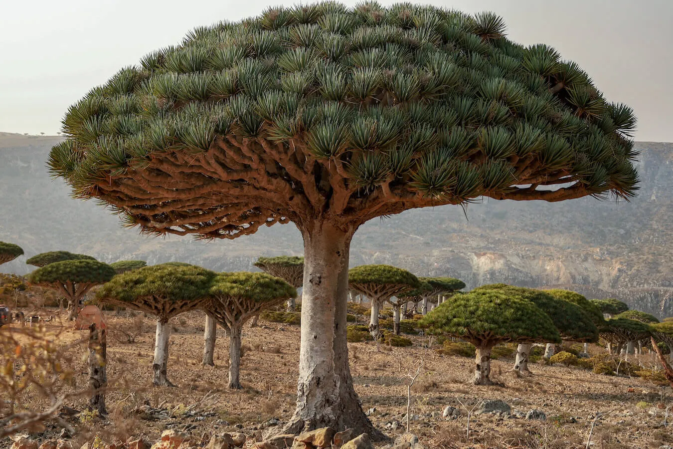 The unique Dragon Blood tree is a sight to behold on the Island of Socotra, Yemen.  A popular destination for travel photographers.