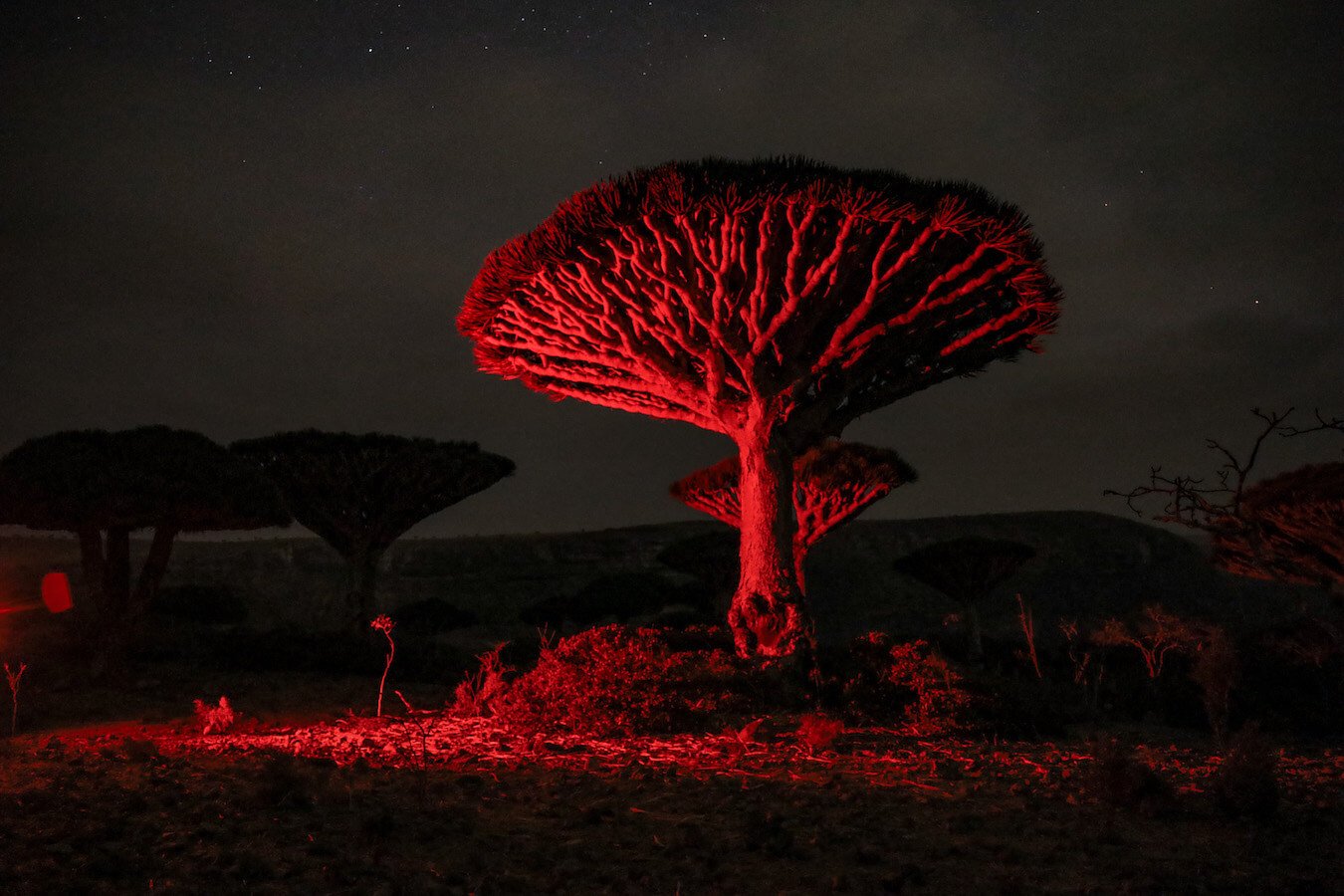 Dragon Blood tree at night under red light