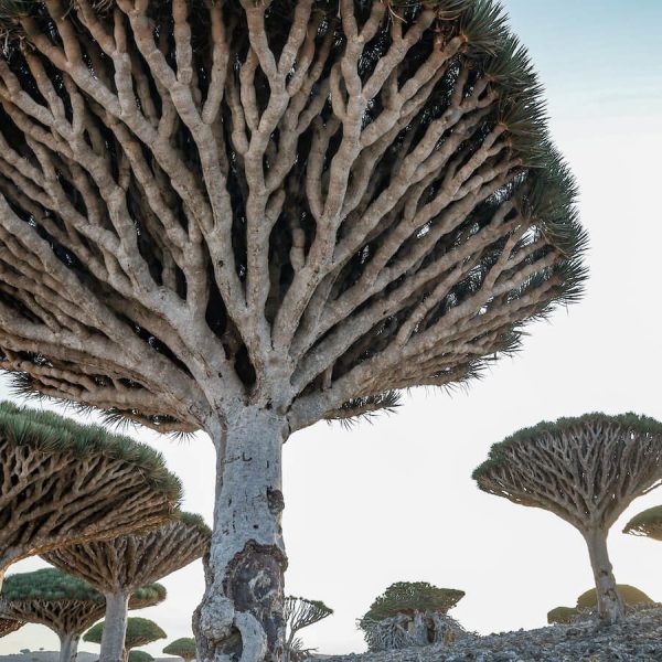 Dragon Blood Tree on a tour of Socotra Island