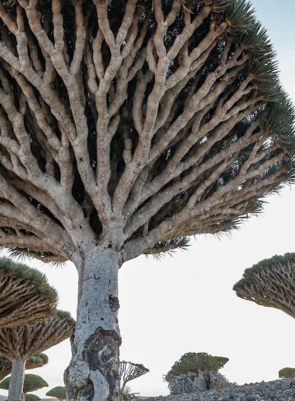 A Socotra Tour Review & Guide to Tourism on the Island
