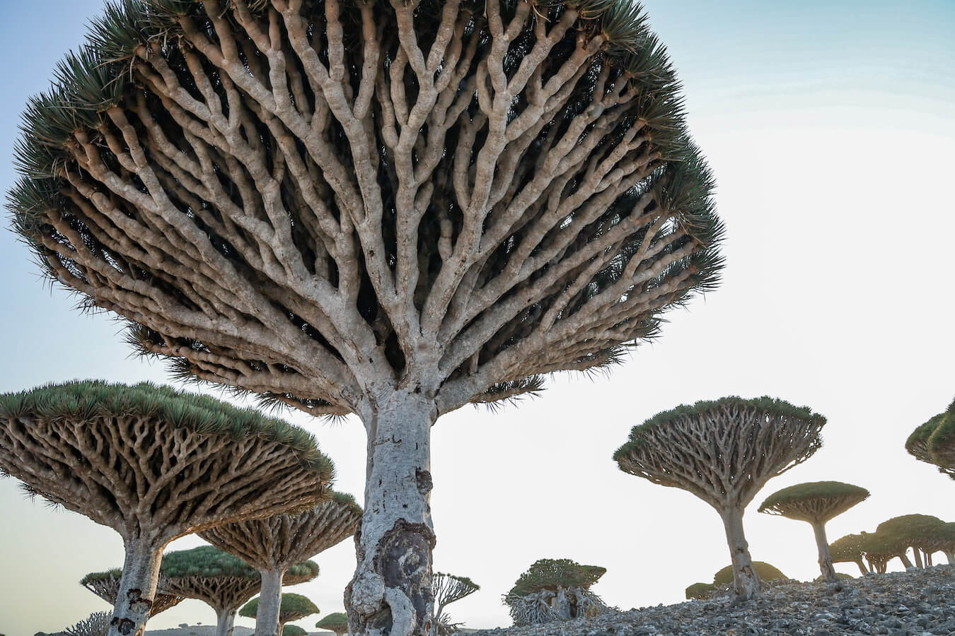 Dragon blood trees on a tour of Socotra Island Yemen