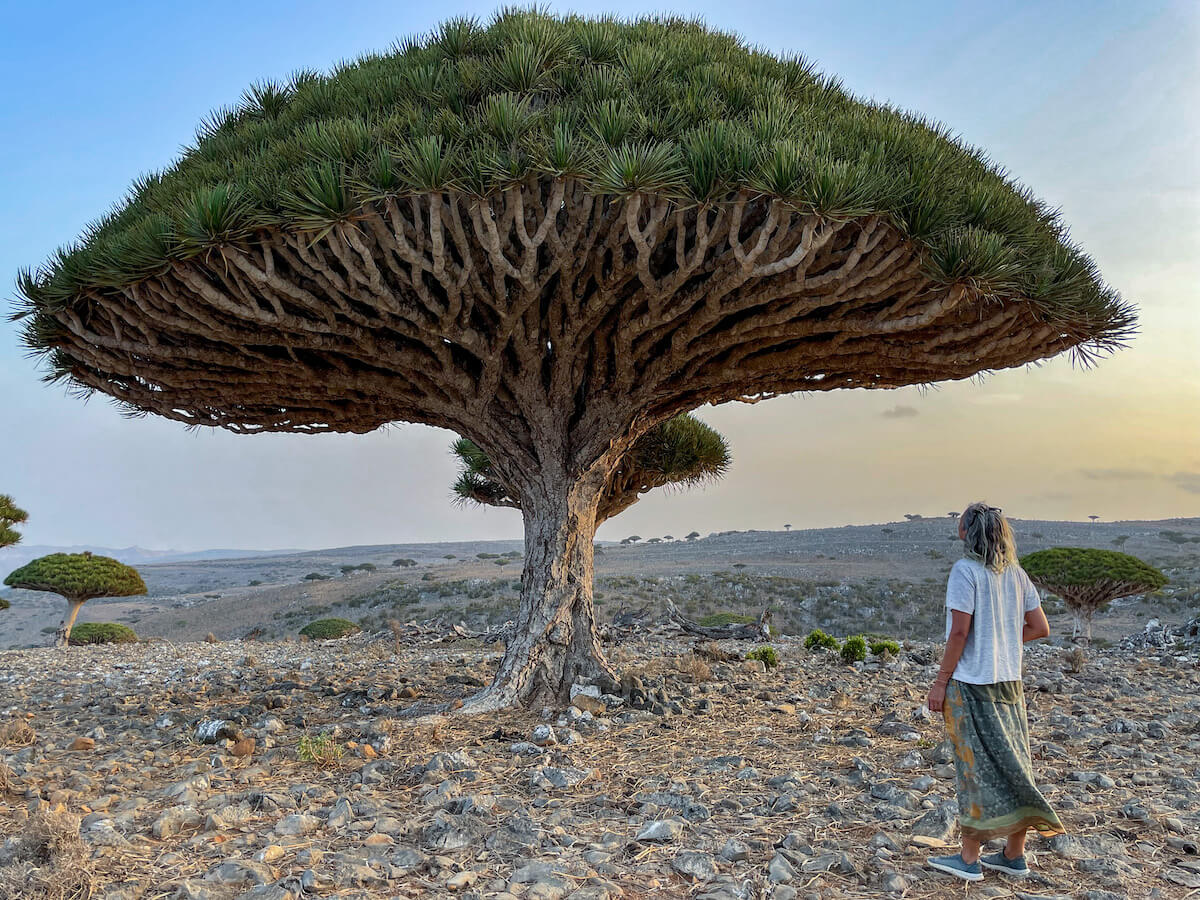 In awe of a dragon blood tree in Socotra Island, Yemen