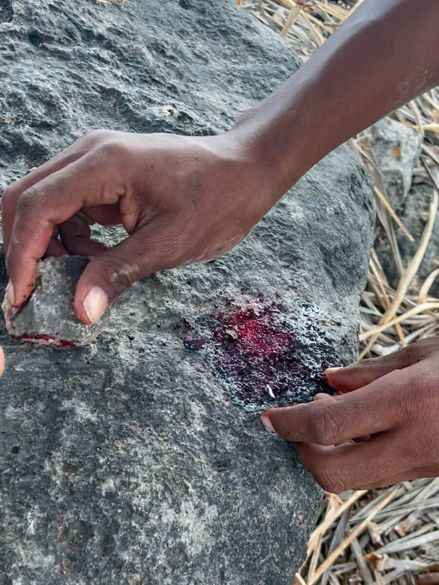 Sap of the dragon blood tree is crushed for medicinal purposes.