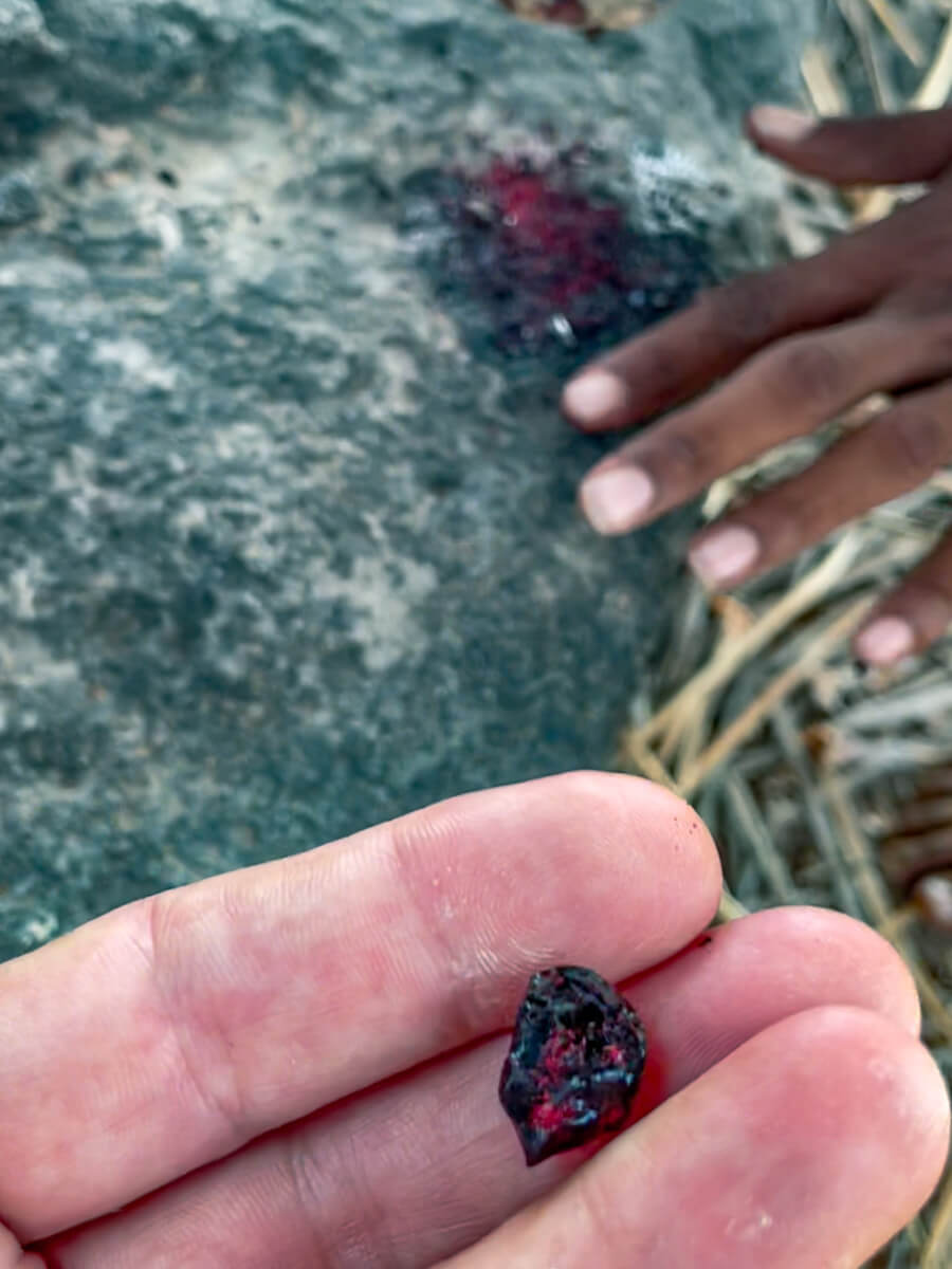 A small piece of dried sap from the endemic dragon blood tree found on Socotra Island in Yemen