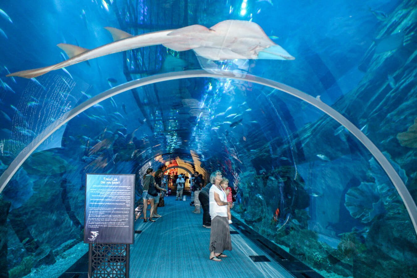 A large ray glides over the glass tunnel at the Dubai Mall Aquarium while visitors view from inside.  