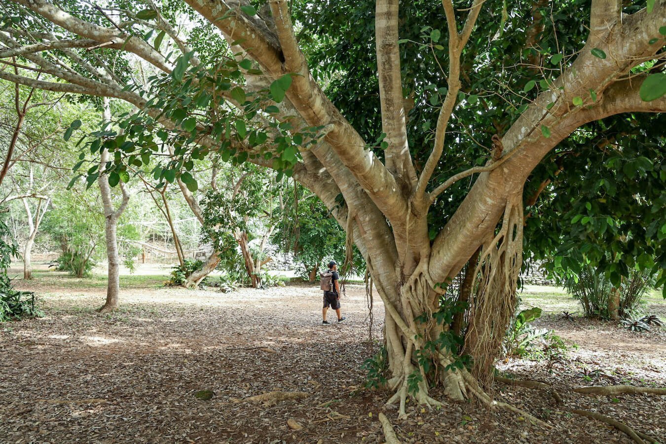 A man walks under the impressively large trees and jungle at the Ek' Balam Ruins in Mexico - these ruins are set in the heart of the jungle near Valladolid