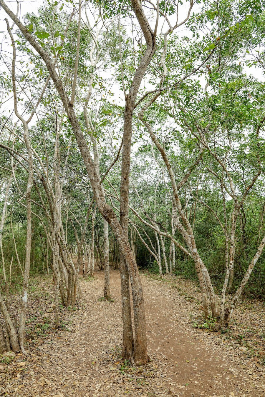 The jungle entrance towards the Ek' Balam ruins near Valladolid