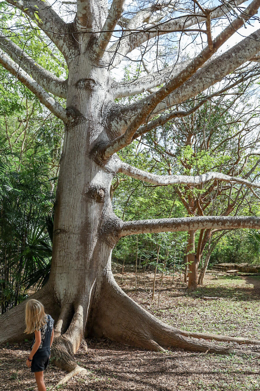 The beautiful large trees at the Ek' Balam Ruins near Valladolid in Mexico
