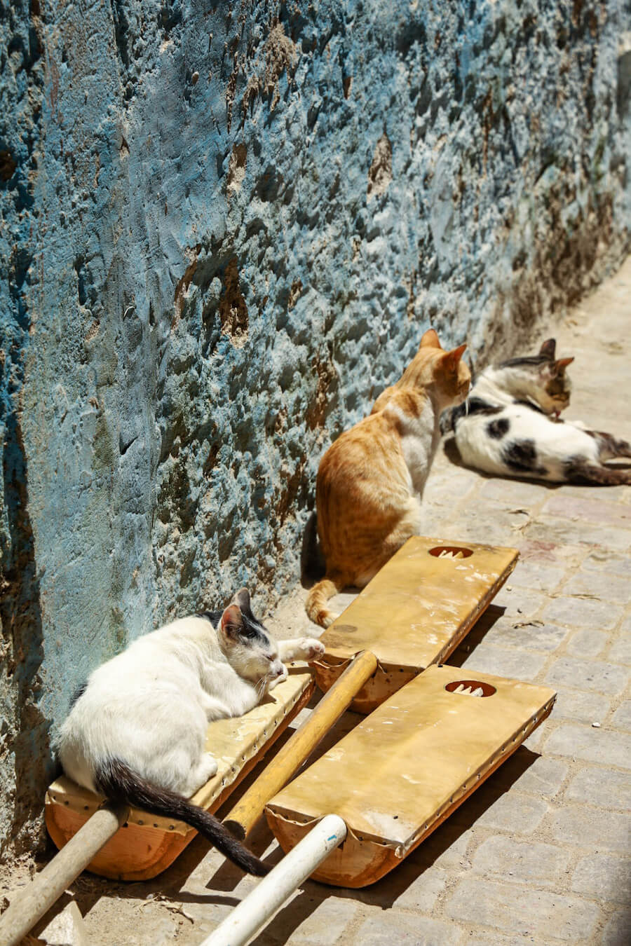 Cats sleep on Gimbri and Sintir for Gnaoua music