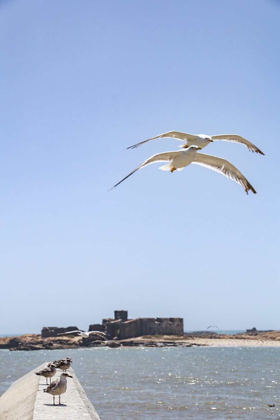 Seagulls catch a ride on the breeze in the windy city of Essaouira