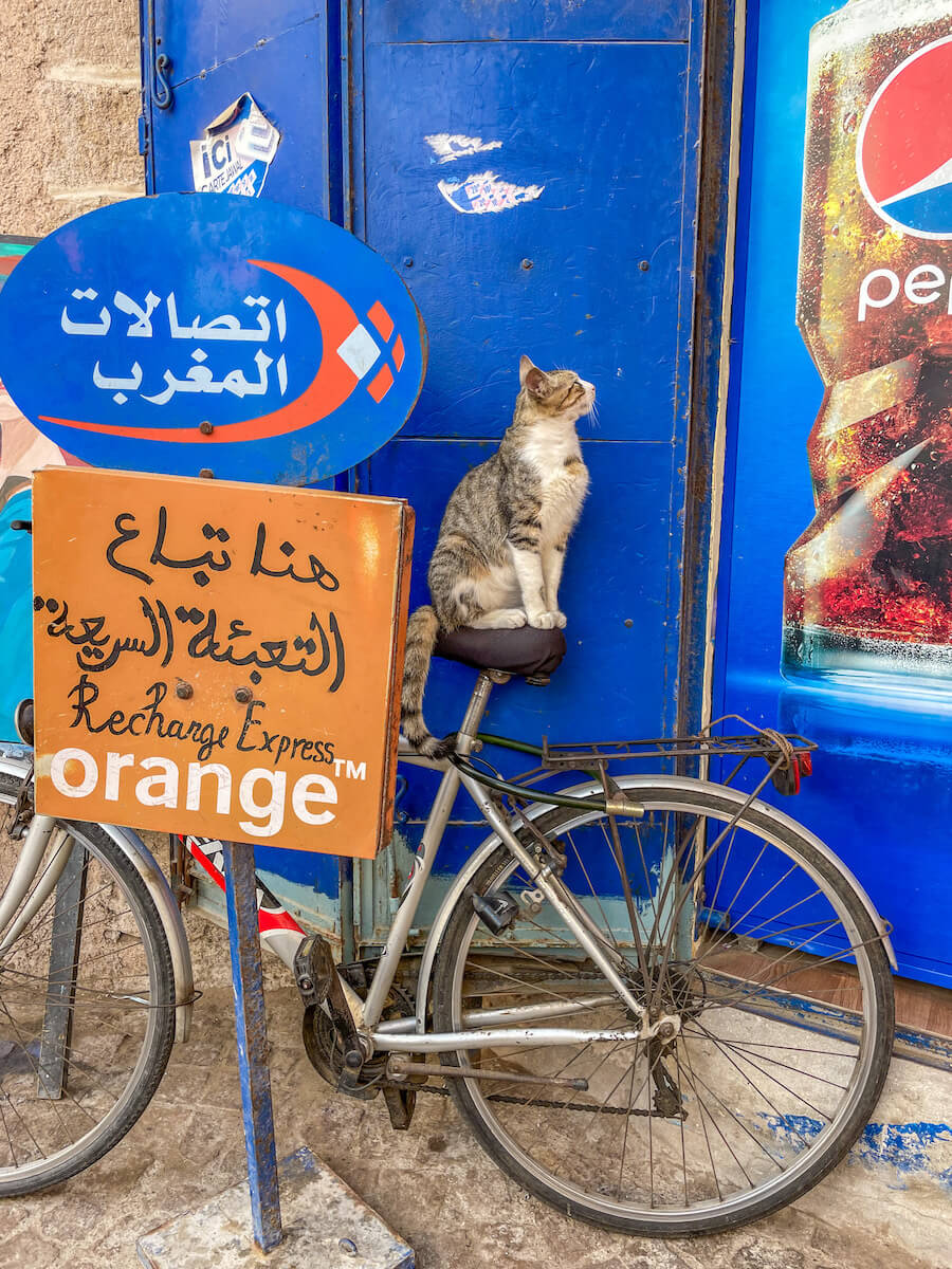 A cat on a bicycle in Essaouira in front of an Orange Data and Network sign