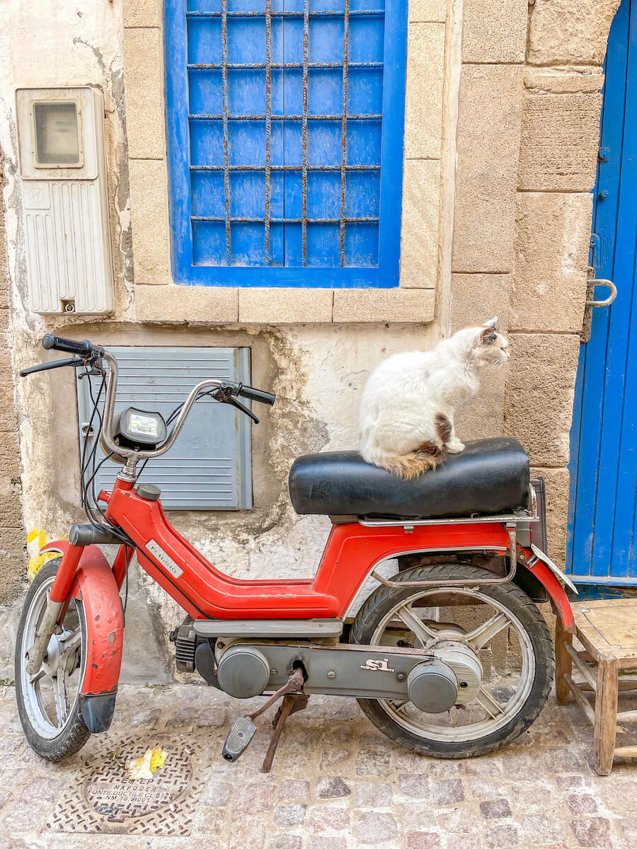 A cat on a motorbike in Essaouira