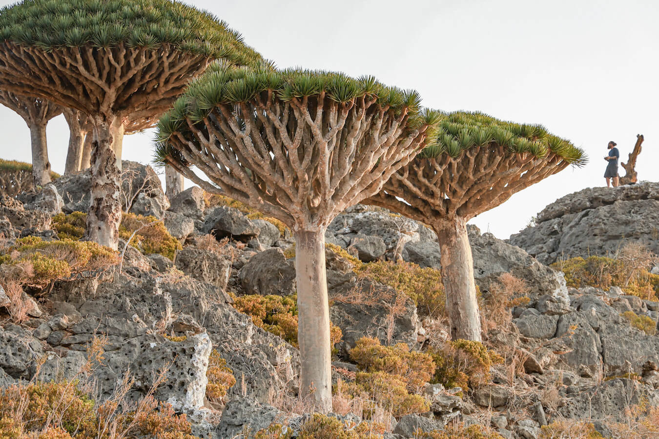 Flying a drone among the dragon blood trees in Socotra