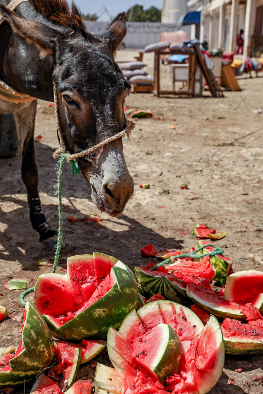 A donkey eats discarded watermelons at the Ida Ougourd Market near Essaouira