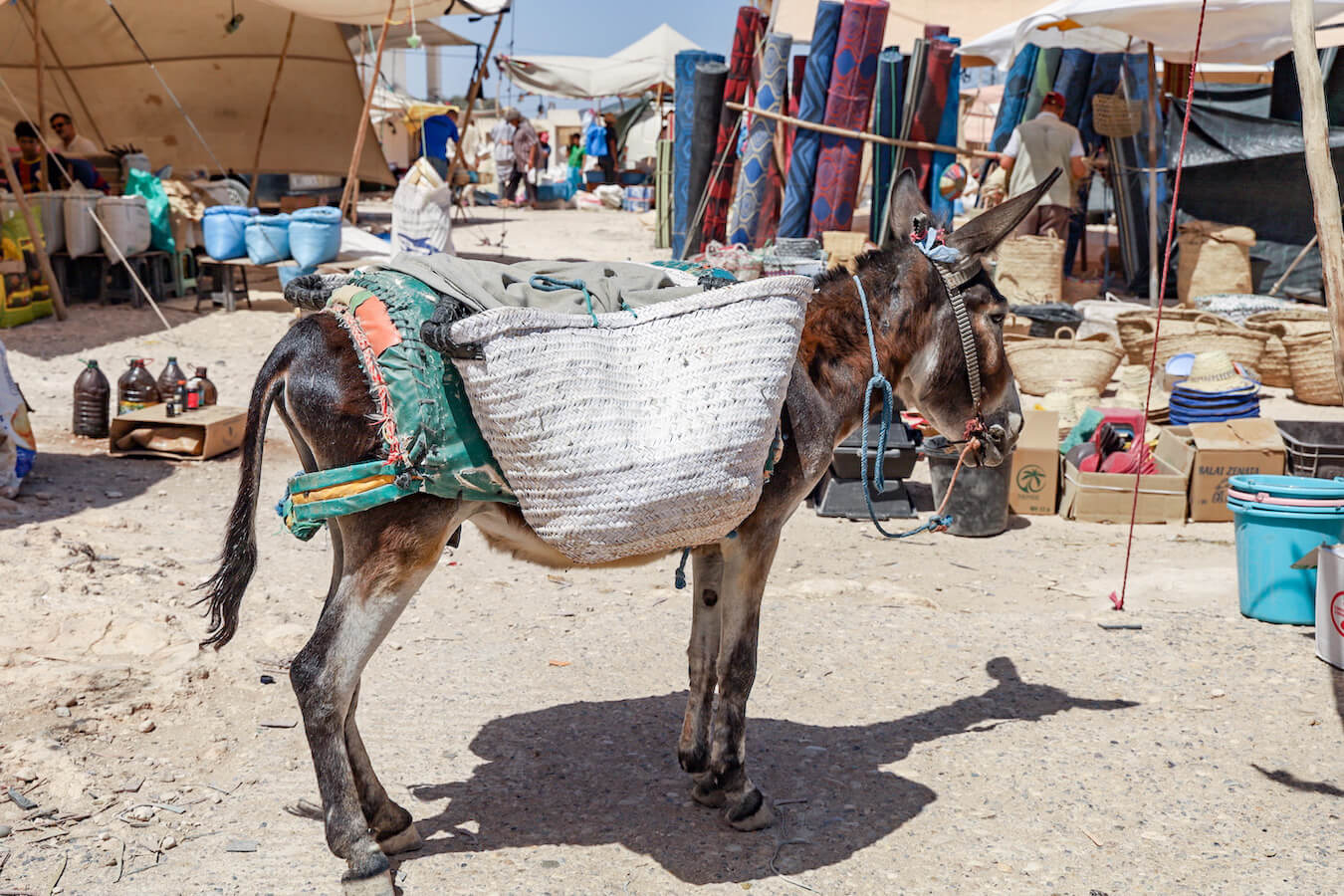 A donkey waits patiently in a market in Morocco
