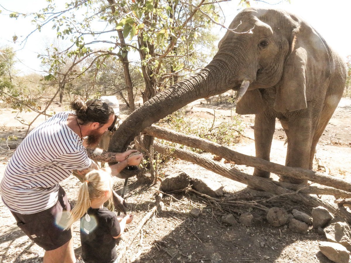 A father feeds an elephant on a Wild Horizons Tour in Victoria Falls - an ethical tour.