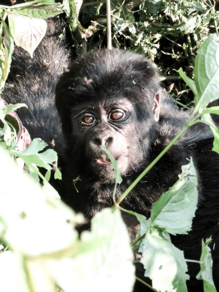 3 days gorilla trekking safari uganda