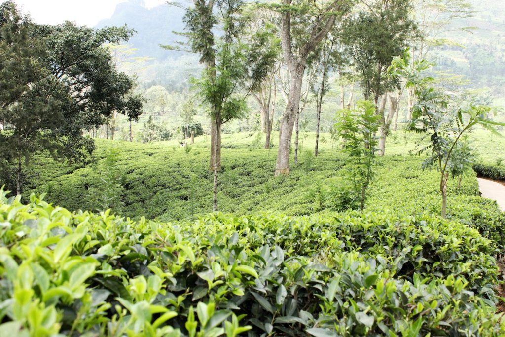 Tea Plantations in Nuwara Eliya Sri Lanka travel blog.