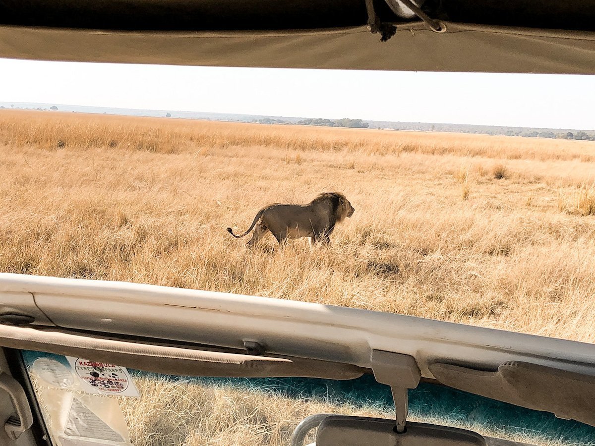 A lion walks the plains in the Chobe National Park in Botswana, seen from a safari jeep.