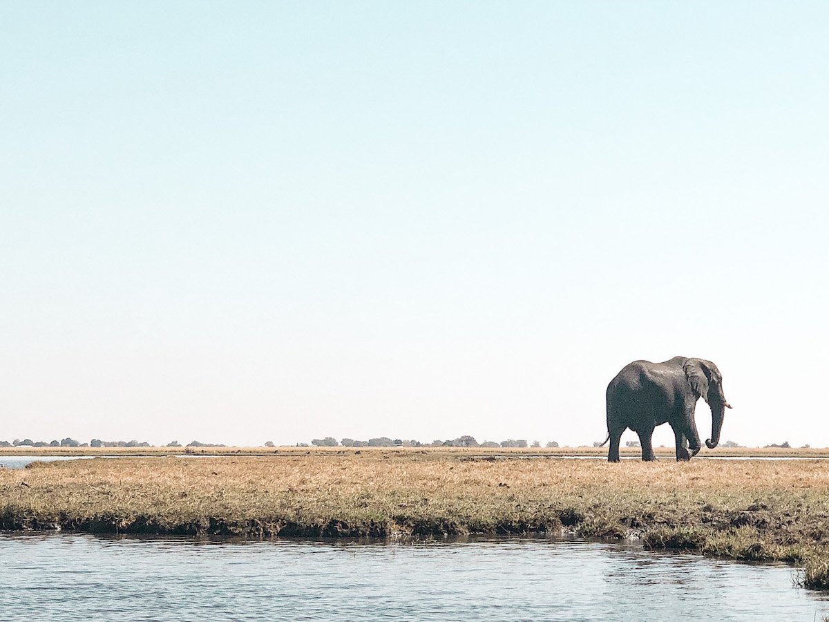 An elephant walking near the river in the Chobe National Park in Botswana, as seen on a day trip from Victoria Falls.