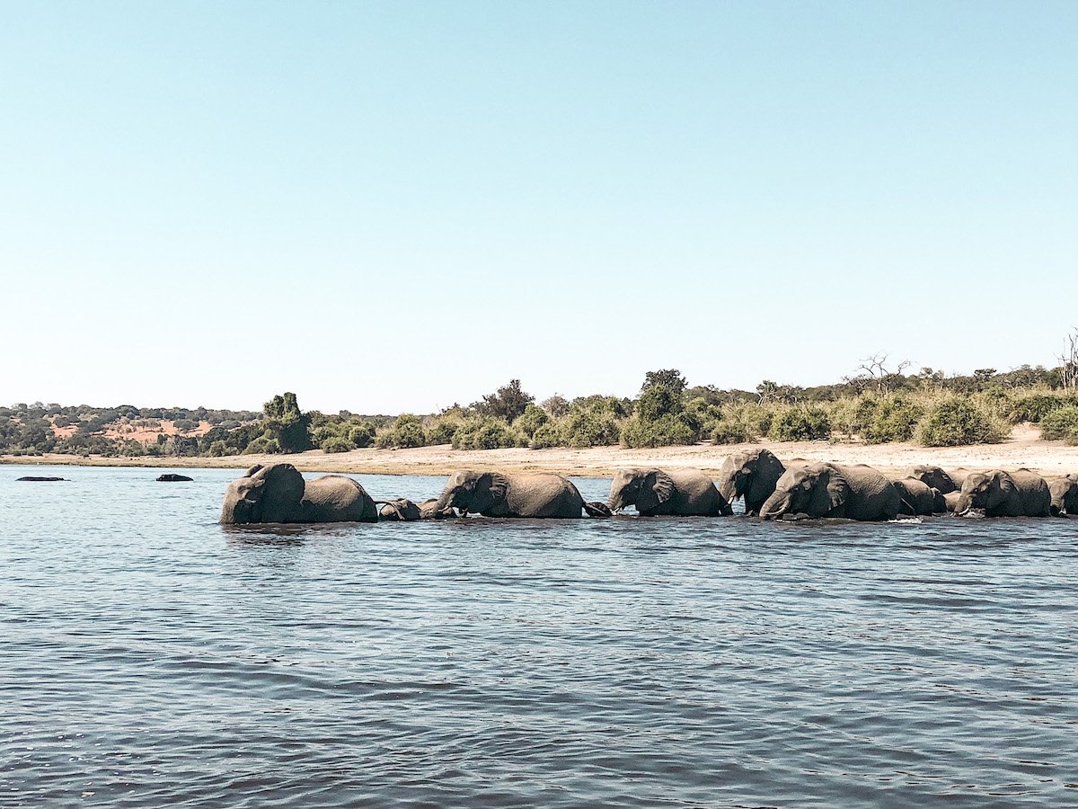 Elephants cross the river in the Chobe National Park in Botswana, as seen on a day tour safari from Victoria Falls.