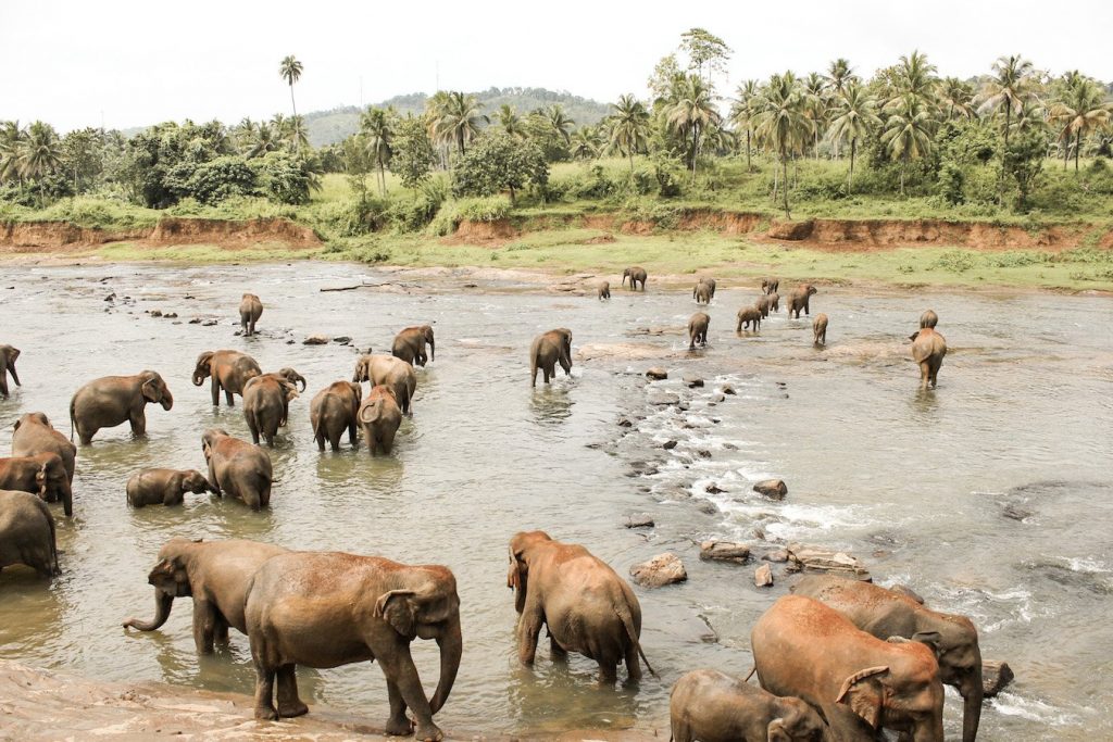 Pinnewala Elephant Orphanage in Kegalle.  Sri Lanka travel blog