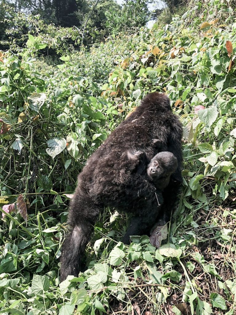 Buhoma gorillas Bwindi Impenetrable Forest - Mother and baby gorilla