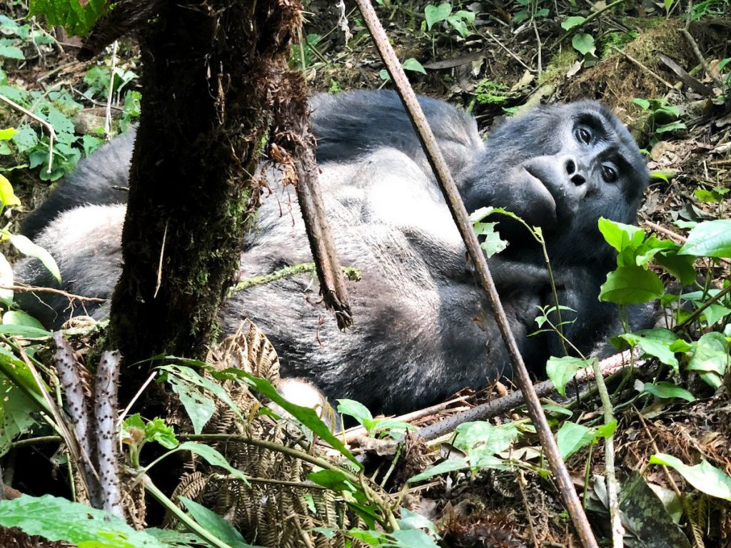 3 days uganda gorilla safari
