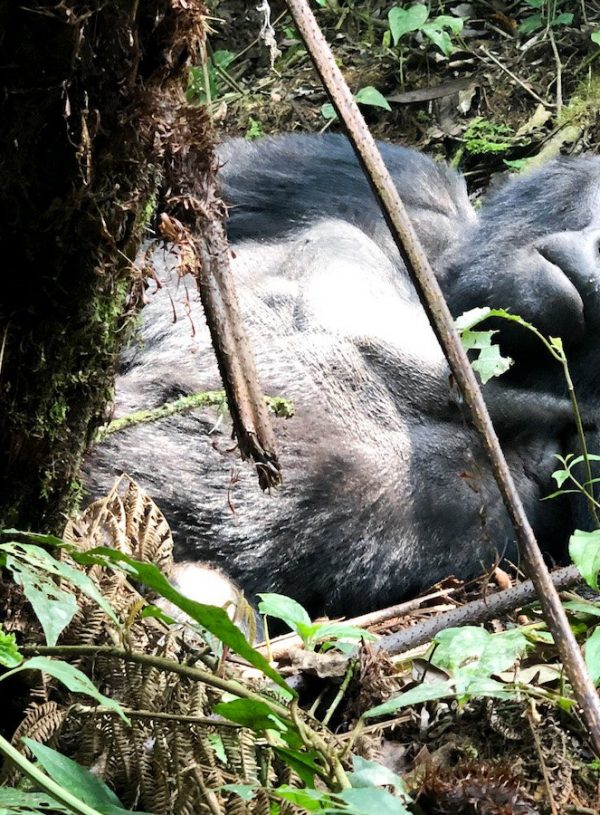 3 Days in Uganda – The Ultimate Gorilla Trekking Safari