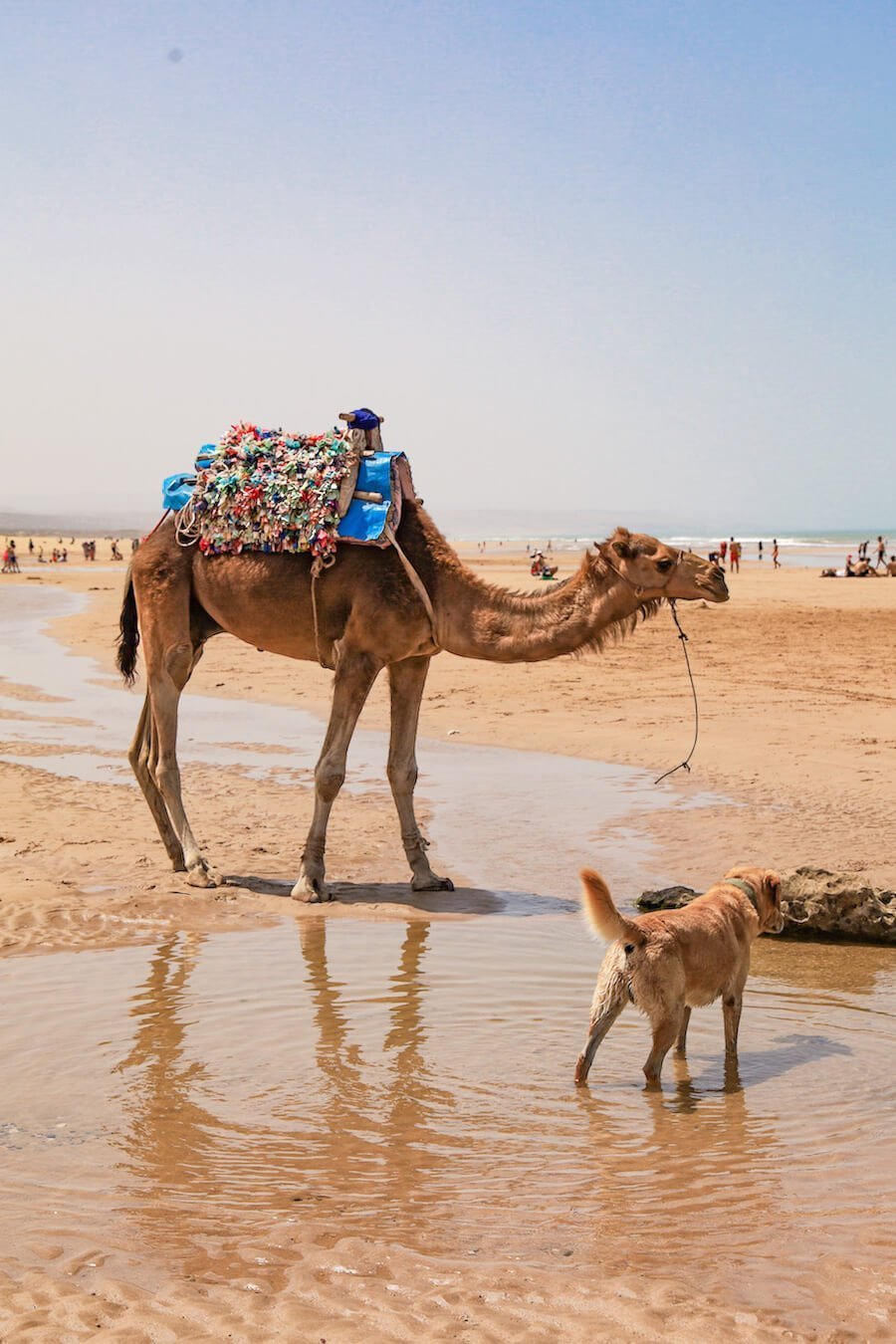A camel and a dog on a beach in Sidi Kaouki in Morocco
