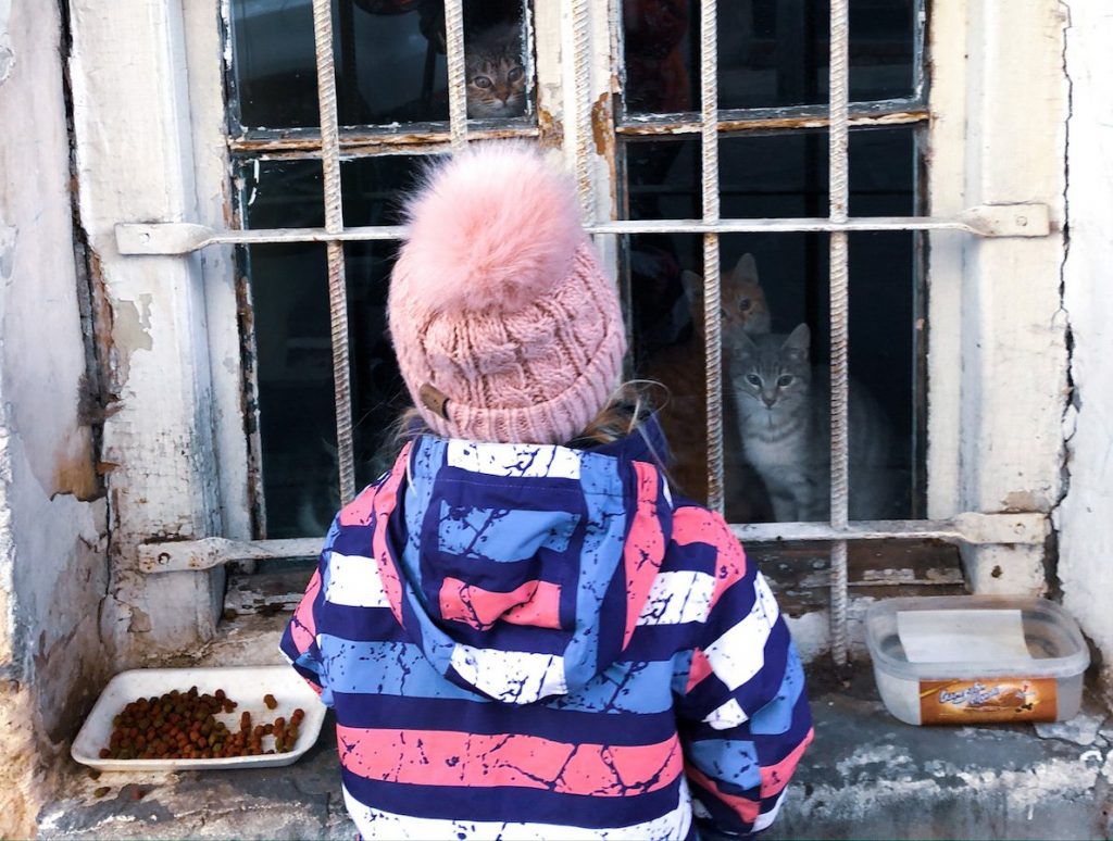Cats at a window - where to stay for 3 days in Tbilisi