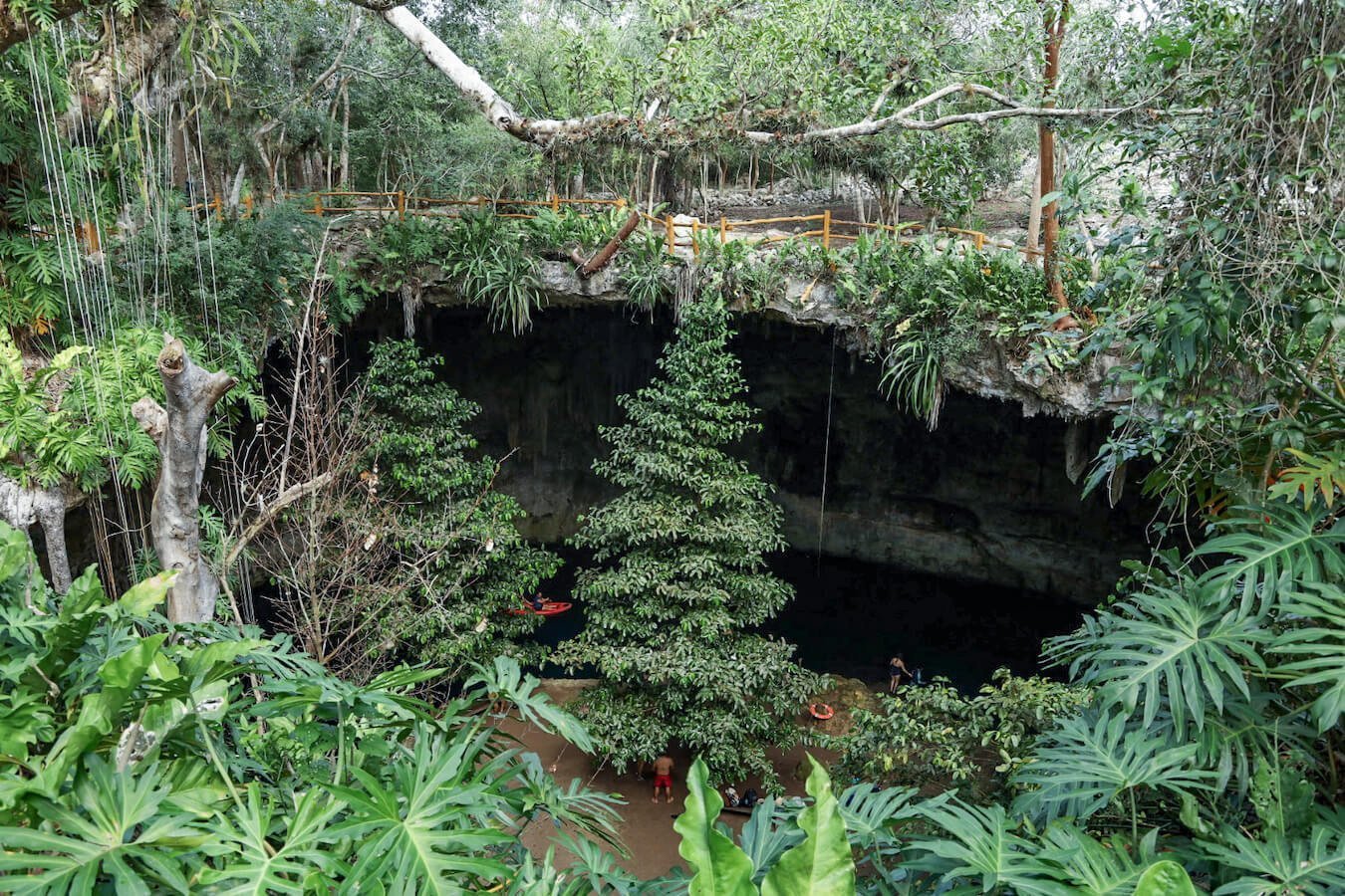 The jungle that grows around cenote Sac Aua.