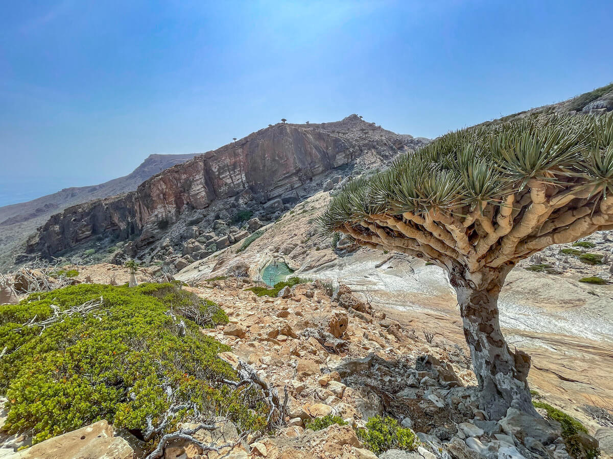Dragon blood tree overlooking the Infinity Pool on Socotra Island tour