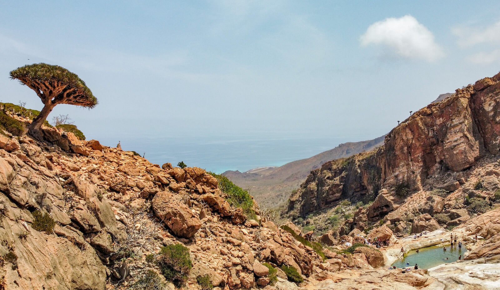 Infinity pool and dragon blood tree - tourists swim in the pool as they travel around Socotra