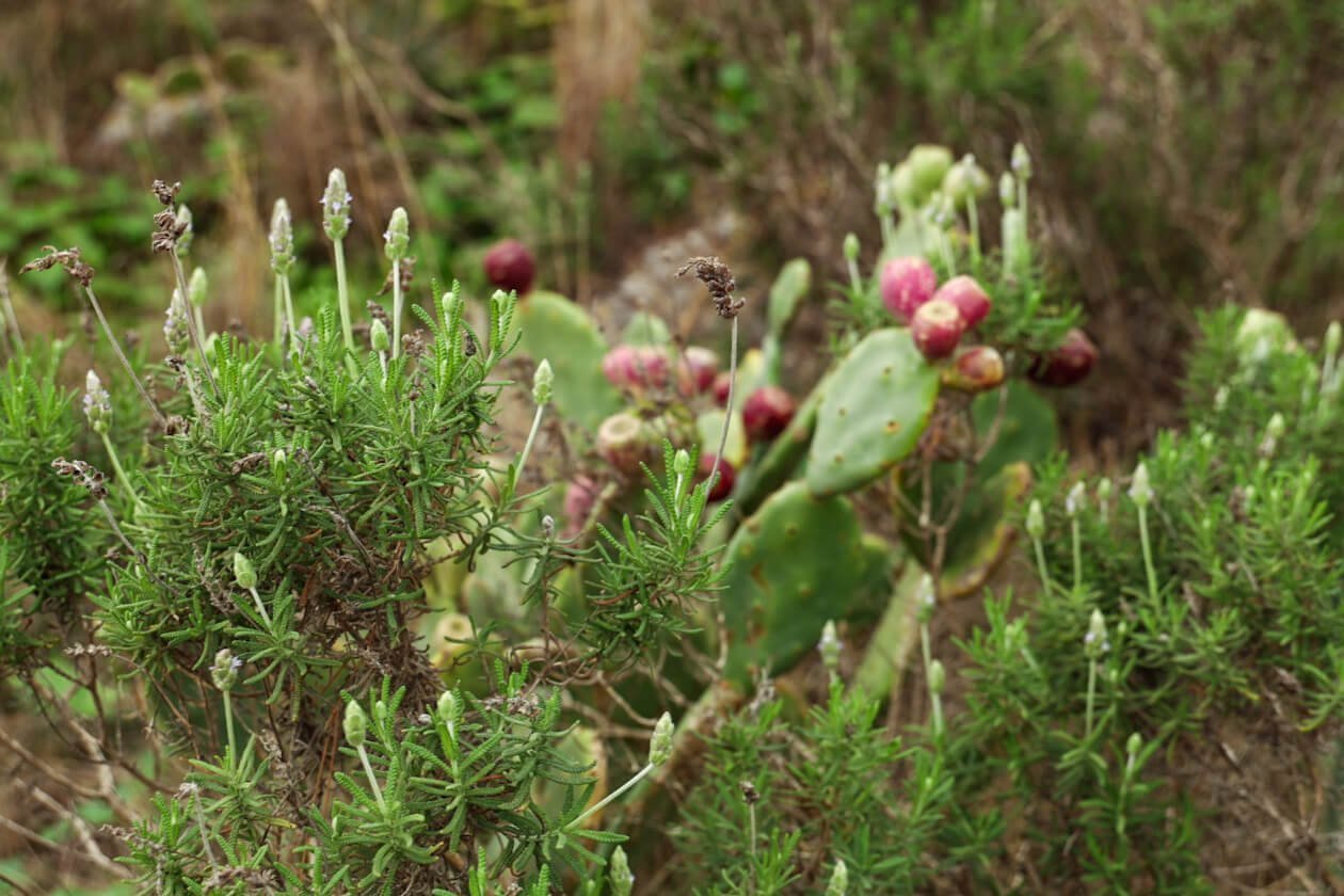 Lavender, rosemary and prickly pear grown wild on the walking trail in Javea.