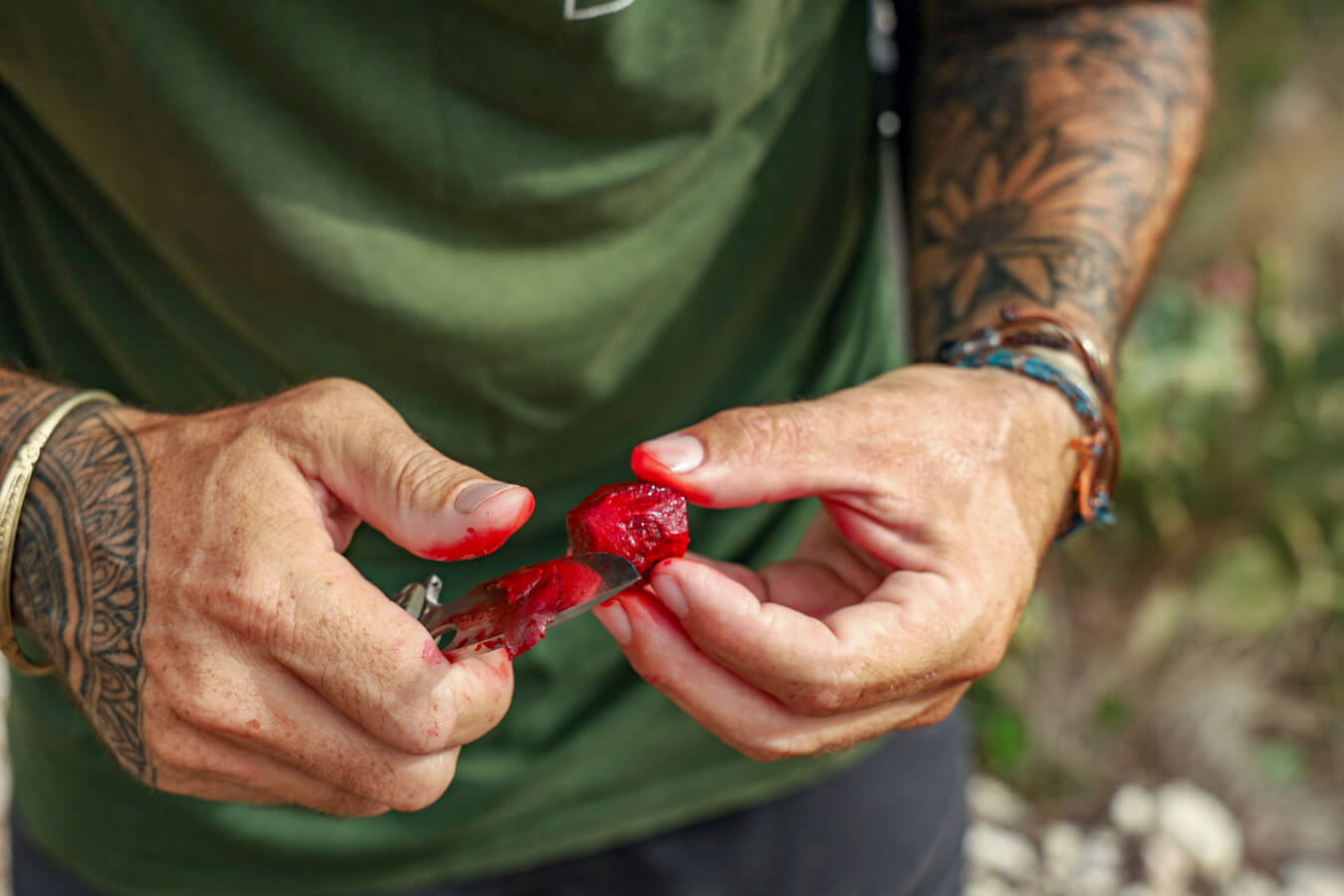 A hiker cuts open the prickly pear fruit to eat on the trail.