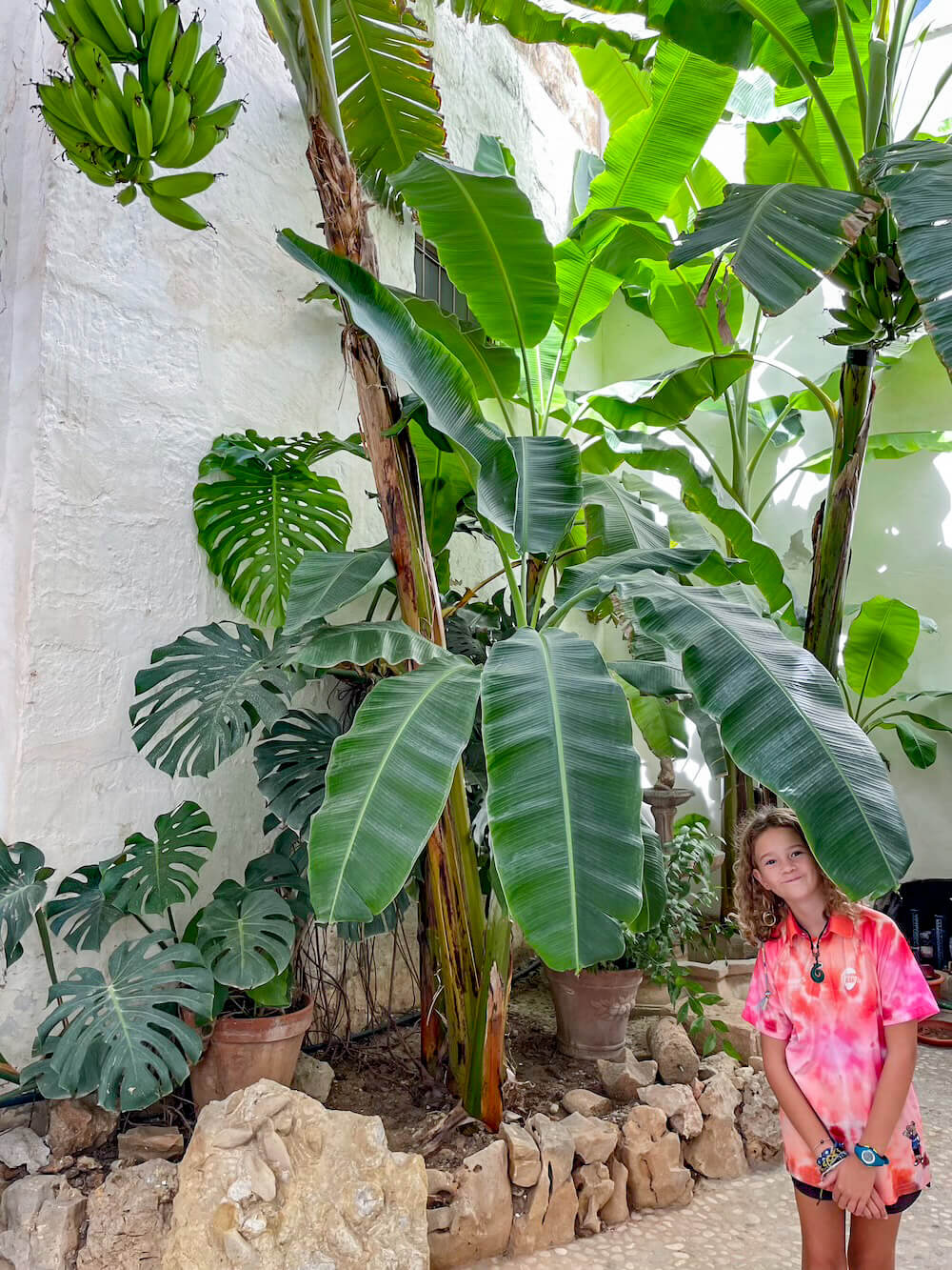 A child stands under a banana palm.