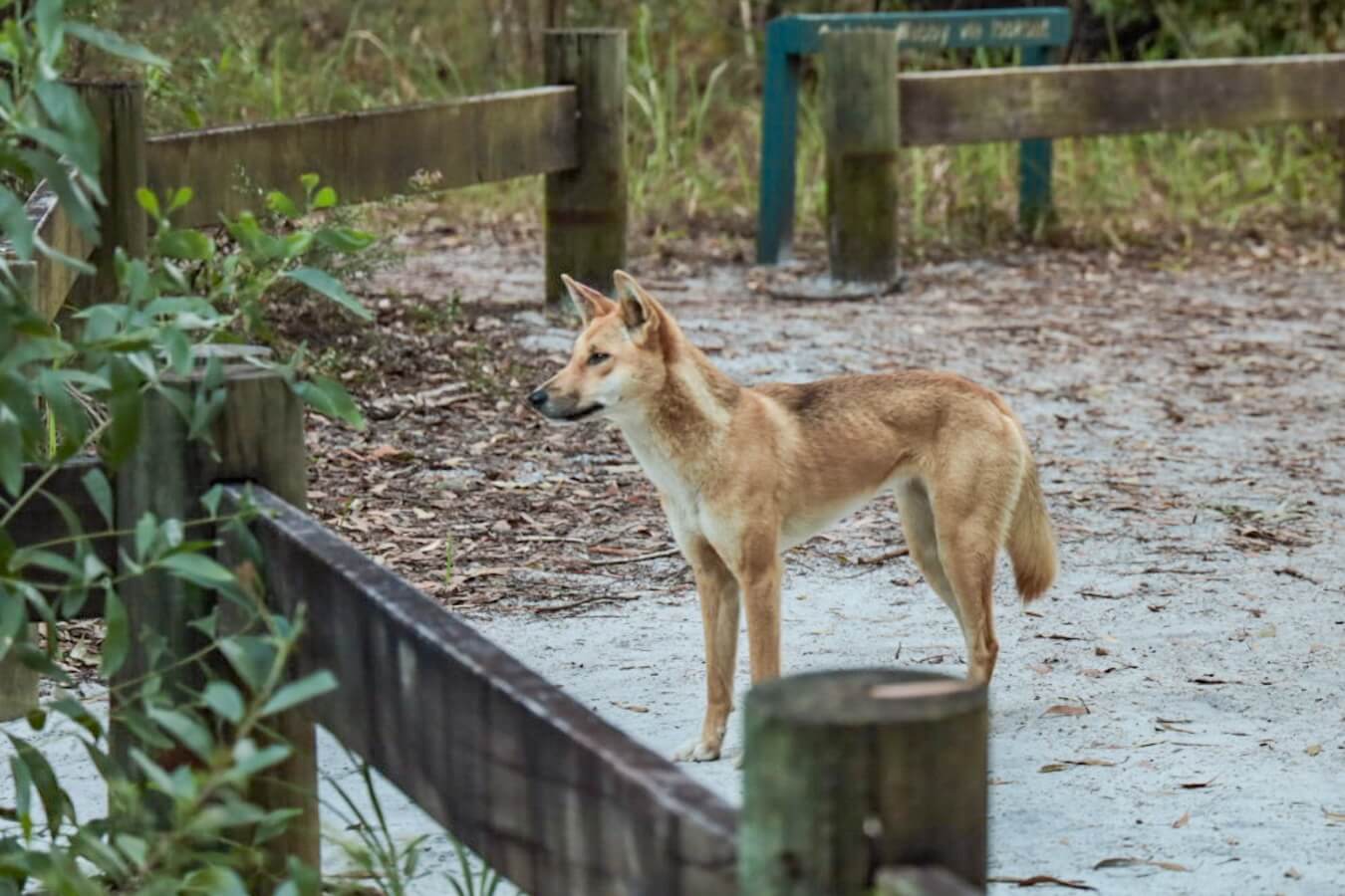 A dingo stands watchful on the K'gari Great Walk (Fraser Island) in Australia