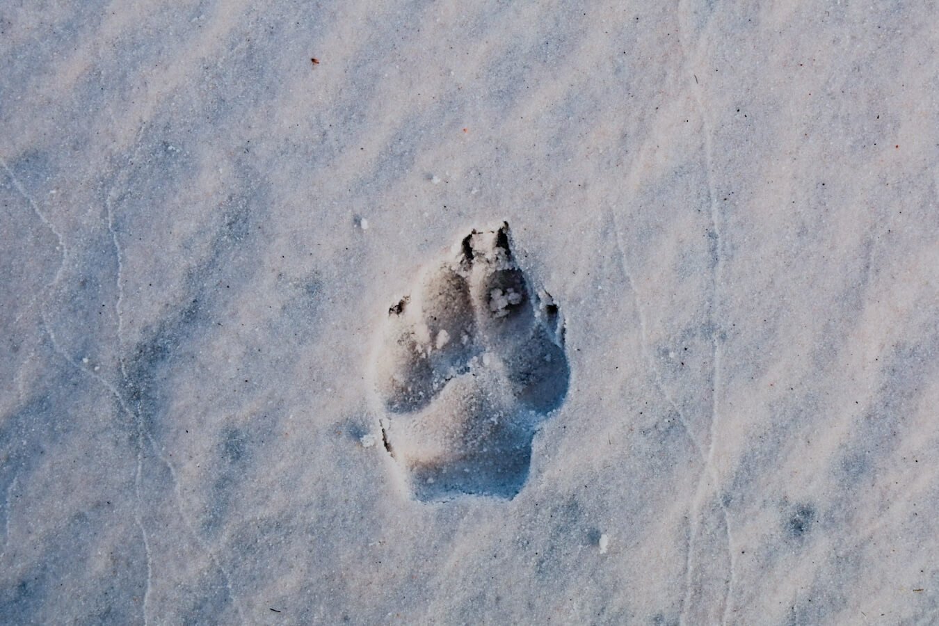 A dingo foot print in the sand, on the K'gari Great Walk, Fraser Island.