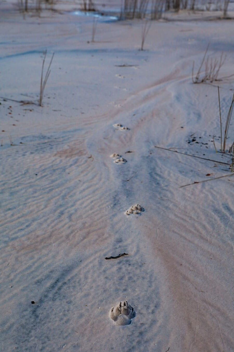 Dingo footprints in the sand, seen on the K'gari Great Walk (Fraser Island)