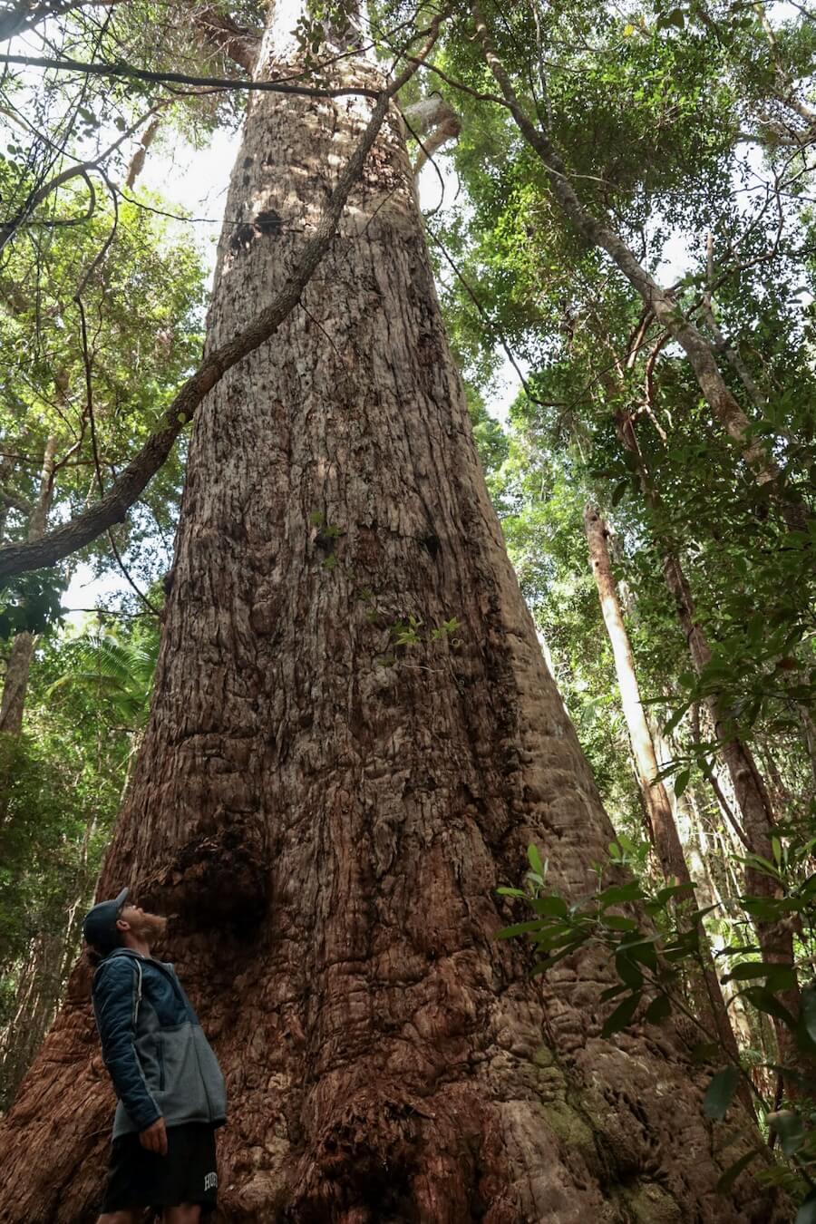 A man looks up at the Giant Tallowwood tree on Fraser Island.