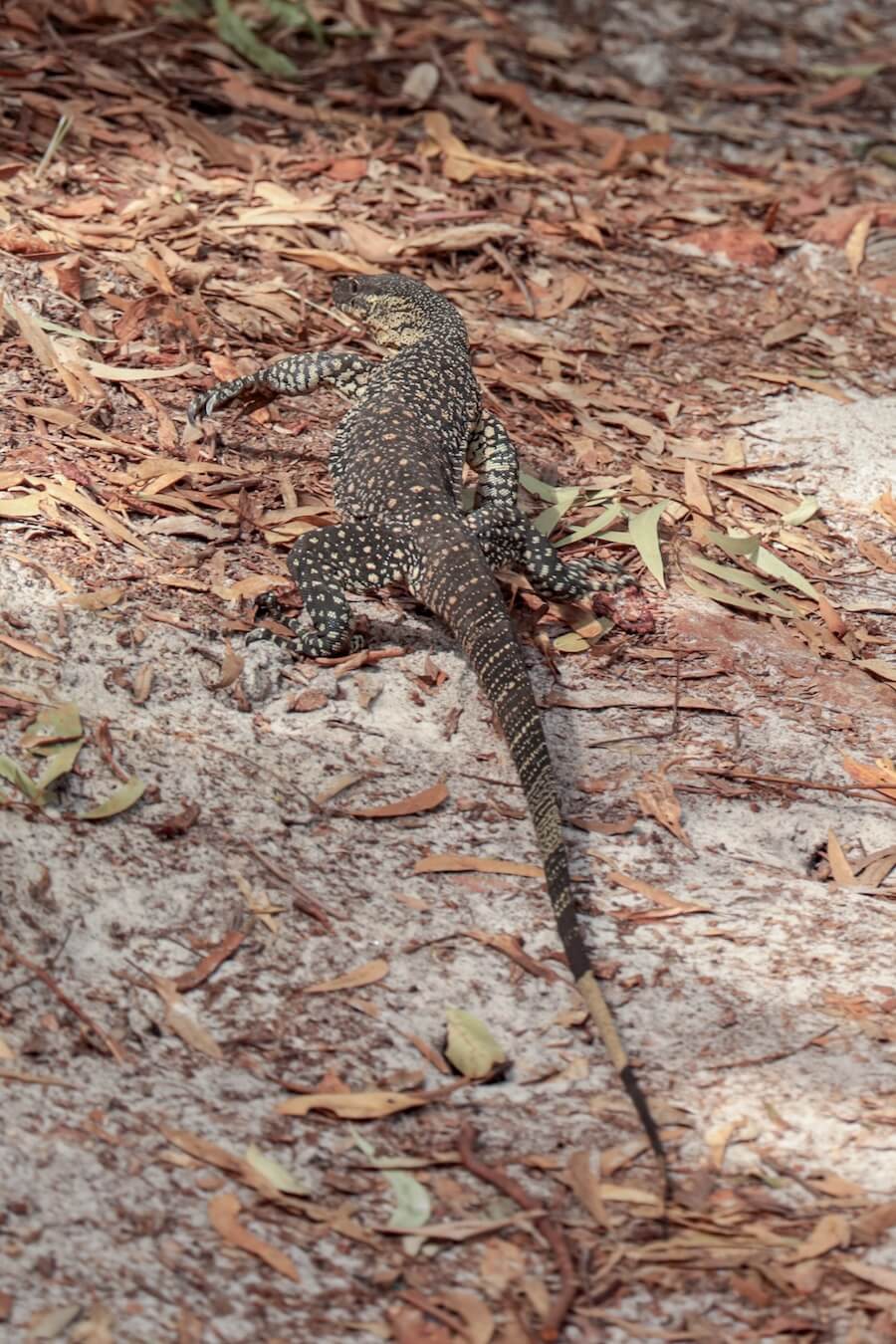 An Australian goanna